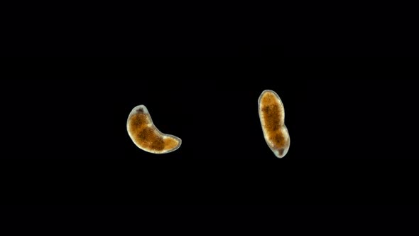 A Flatworm From the Order Proseriata Under a Microscope. Phylum Platyhelminthes. Sample Found at