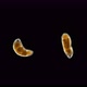 A Flatworm From the Order Proseriata Under a Microscope. Phylum Platyhelminthes. Sample Found at - VideoHive Item for Sale