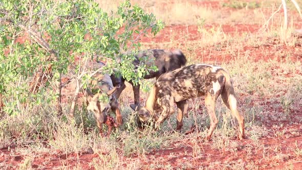 Collared African wild dogs, Lycaon pictus feed off scraps of a kill in winter at Zimanga in the KwaZ