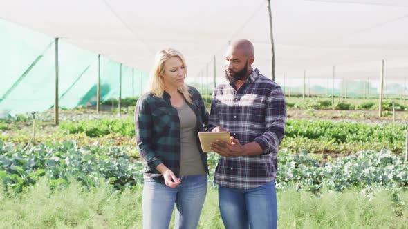 Video of happy diverse female and male with tablet in greenhouse on sunny day