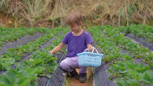 A Little Boy Collects Strawbery on an Eco Farm. Ecoturism Concept