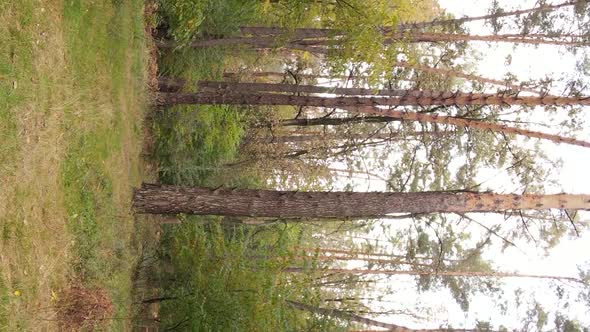 Vertical Video of an Autumn Forest During the Day in Ukraine