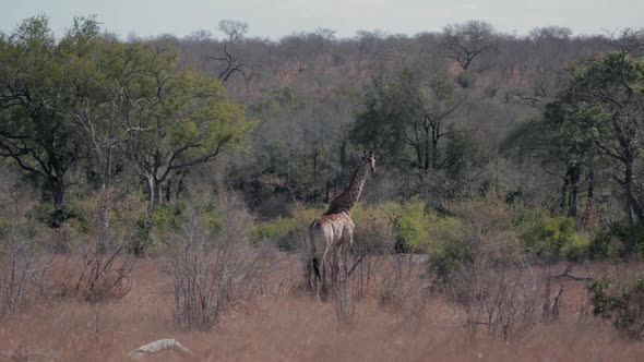 Giraffe in the African bush