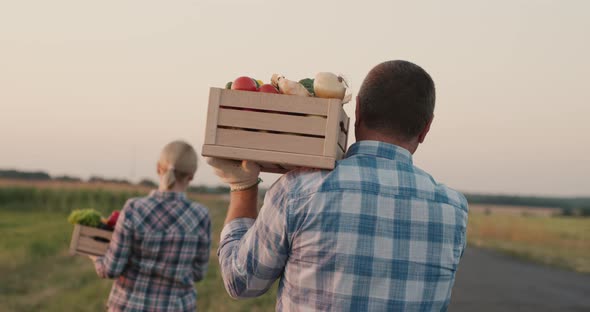 Two Farmers Carry Boxes of Vegetables Along the Field