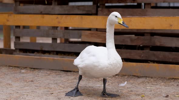 Little White Swan Walking on Farm