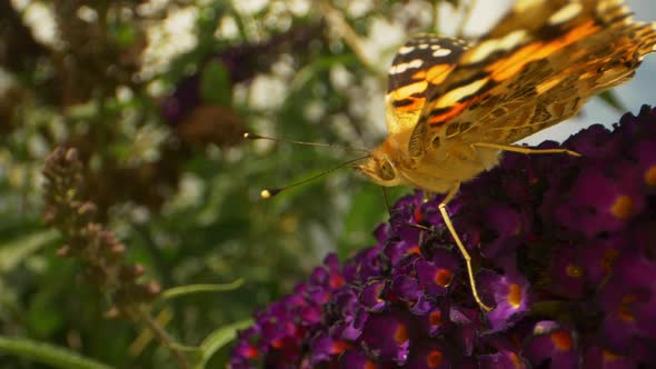 Closeup Shot of a Monarch Butterfly Sitting On Top of Purple Flowers