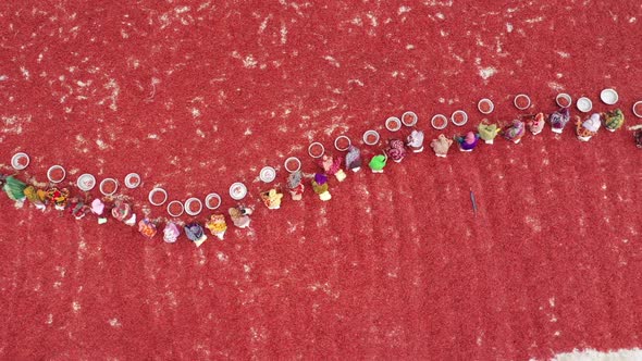 Aerial view of women collecting red chilli, Bangladesh.