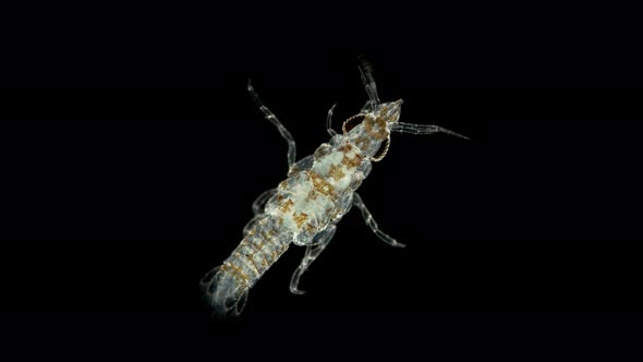 Parasitic Isopod Larva at the Zuphea Stage Under a Microscope, of the Gnathiidae Family