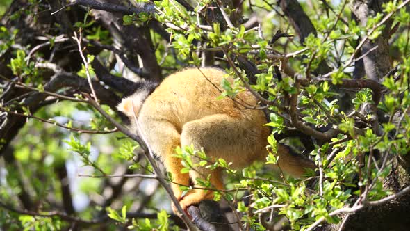 Close up shot of young Squirrel Monkey climbing in blooming tree during sunny day