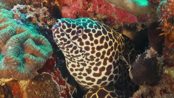 Honeycomb moray eel super close up showing teeth