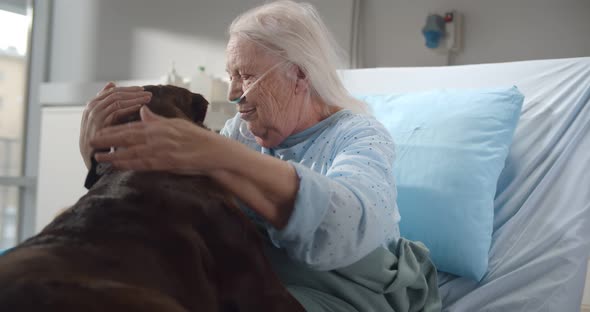 Cheerful Senior Woman Patient with Nasal Oxygen Tube Playing with Dog in Hospital Bed