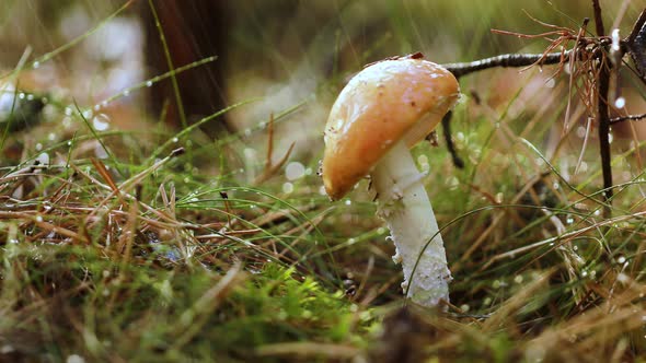 Amanita Muscaria Fly Agaric Mushroom In a Sunny Forest in the Rain