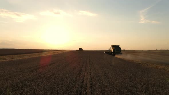 Harvester Harvests Ripe Wheat In The Field