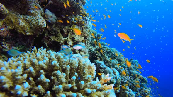 Underwater Blue Water Tropical Reef