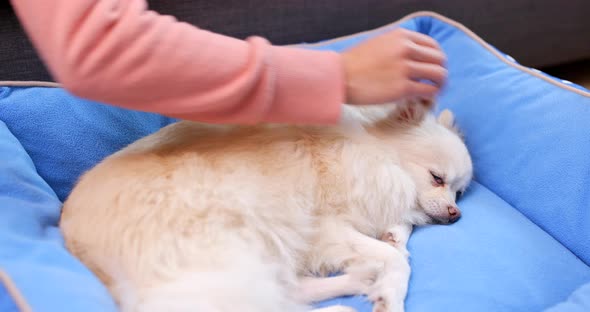 Pomeranian Dog sleeping on bed