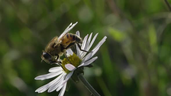 A Bee on a Daisy Flower