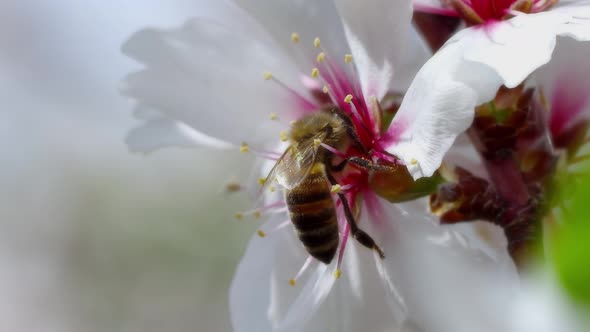 Flying Bee