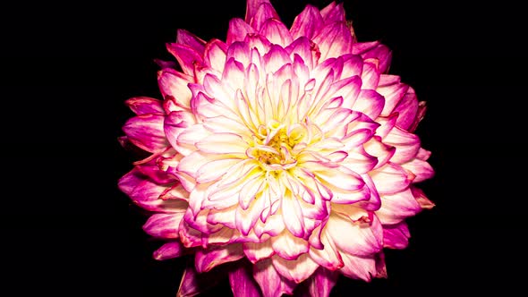 Red Dahlia Flower Wilt in Time Lapse on a Black Background