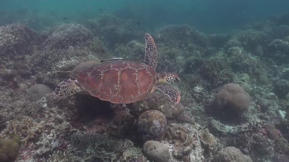 A green sea turtle swimming over a shallow coral reef.