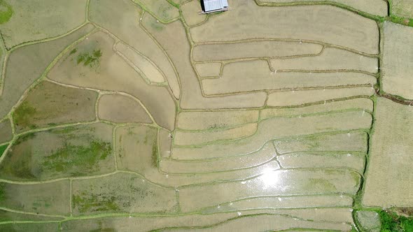 Top down view of a Rice Field, Chiang Mai, Thailand.