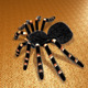 Tarantula - 3DOcean Item for Sale