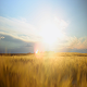 Sunset Field - VideoHive Item for Sale
