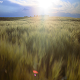 Sunset Field 2 - VideoHive Item for Sale