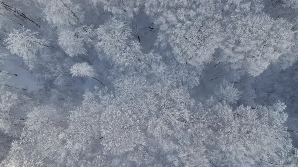 Bird'seye Top Down View of Snow Covered Forest and Frosty Tree Tops