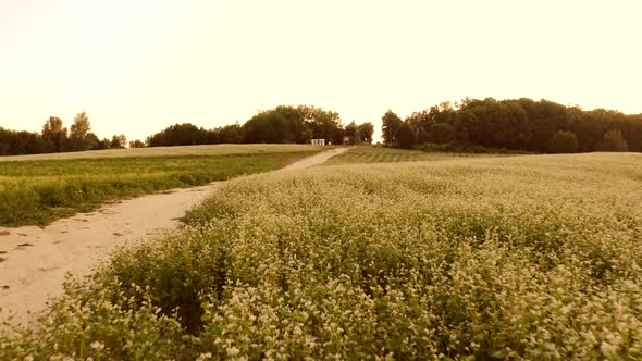 Flowers Field and Trail Pathway in a Village