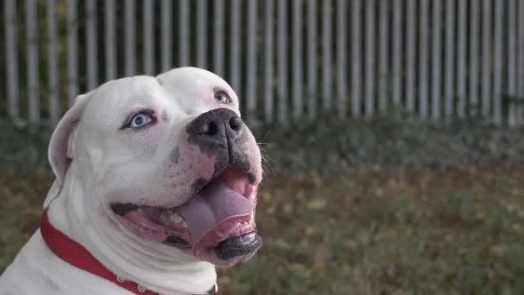 White Purebred American Bulldog Sitting Down On Grass In Park With Tongue Out. Locked Off