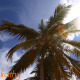 Beach With Palms - VideoHive Item for Sale
