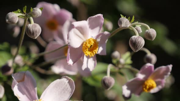 Swinging of Japanese anemone hybrida flower on the wind slow-mo video