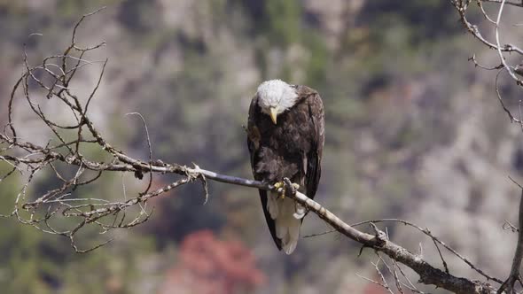 Bald Eagle scratching its head while sitting on a branch