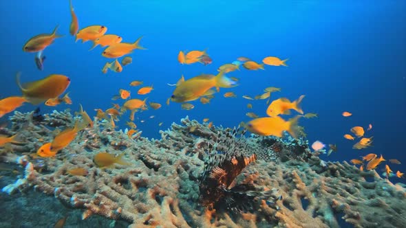 Underwater Lion. Fish Colorful Fish and Corals