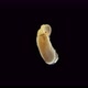 Embryo in the Egg of the Relic Insect Embia Savignyi Under the Microscope - VideoHive Item for Sale