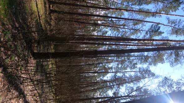 Vertical Video of the Forest Landscape Slow Motion