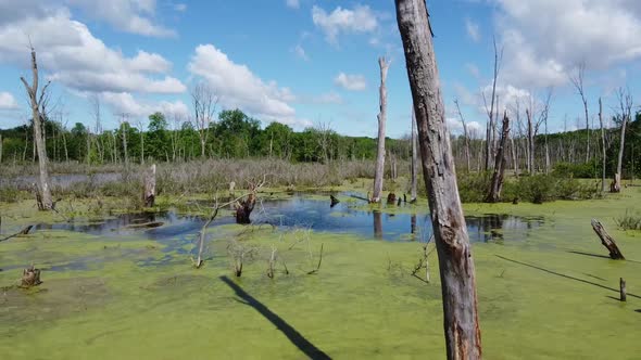 Aerial Going Through Large Swamp in Forest