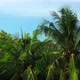 A person looks up at the tops of coconut trees. - VideoHive Item for Sale