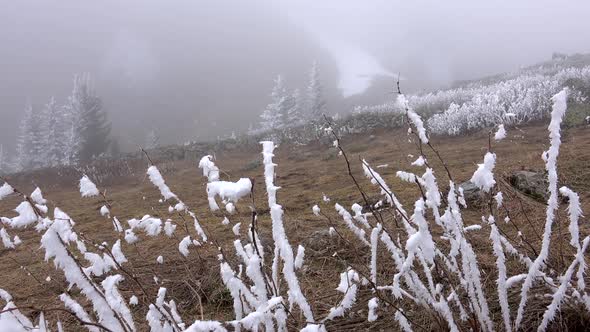Hoarfrost Accumulating on Thicket Bushes