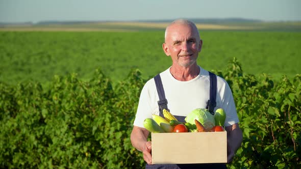 Senior Farmer with Organic Vegetables in Autumn Season. Fall Harvest Cornucopia Agriculture