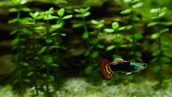 Fish Swim in the Aquarium. Fish and Marine Plants in the Home Aquarium. Colorful Aquarium Tank