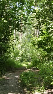 Vertical Video of Summer Forest By Day