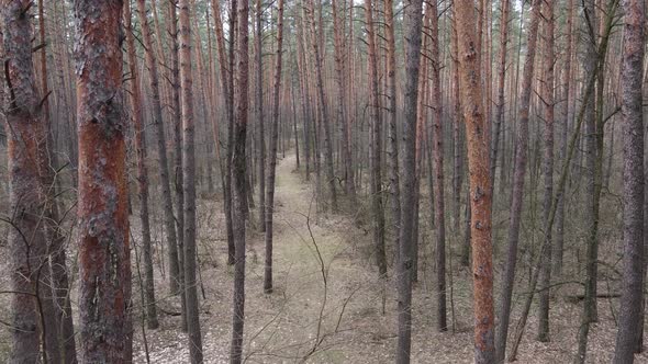 Trees in a Pine Forest During the Day Aerial View