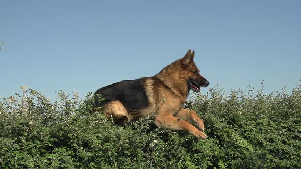 701878 Domestic Dog, German Shepherd Dog, Male jumping above Edge, Normandy, Slow motion