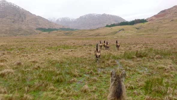 A Herd of Red Deer Hinds Running in the Scottish Highlands in Slow Motion