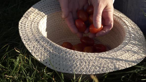 Woman dropping fresh cherry tomatoes into straw hat medium shot