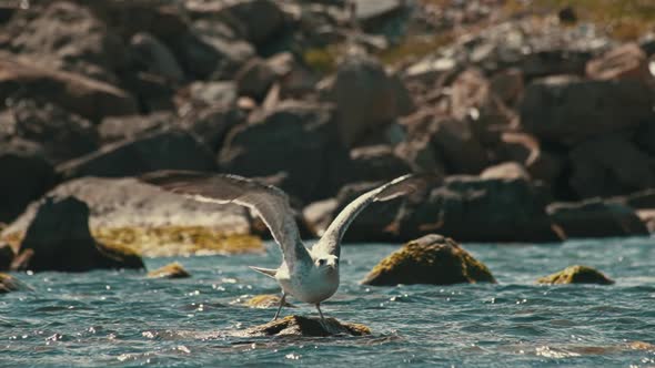 Seagull Flying Away From the Rock