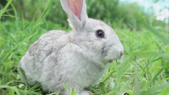 Cute Fluffy Light Gray Easter Bunny with Big Ears Sits Green Meadow Sunny Weather Eats Young Soybean