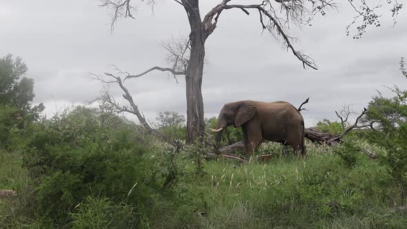 Lone elephant eats grass under dead tree and heavy grey overcast sky