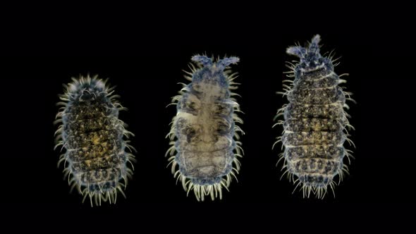 Insect Collembola Is a Subclass of Arthropoda Under a Microscope, Lives in Soil, Trees, Algae in a